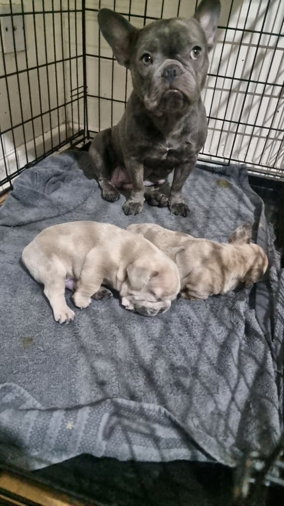 Fresh bulldog puppies 
