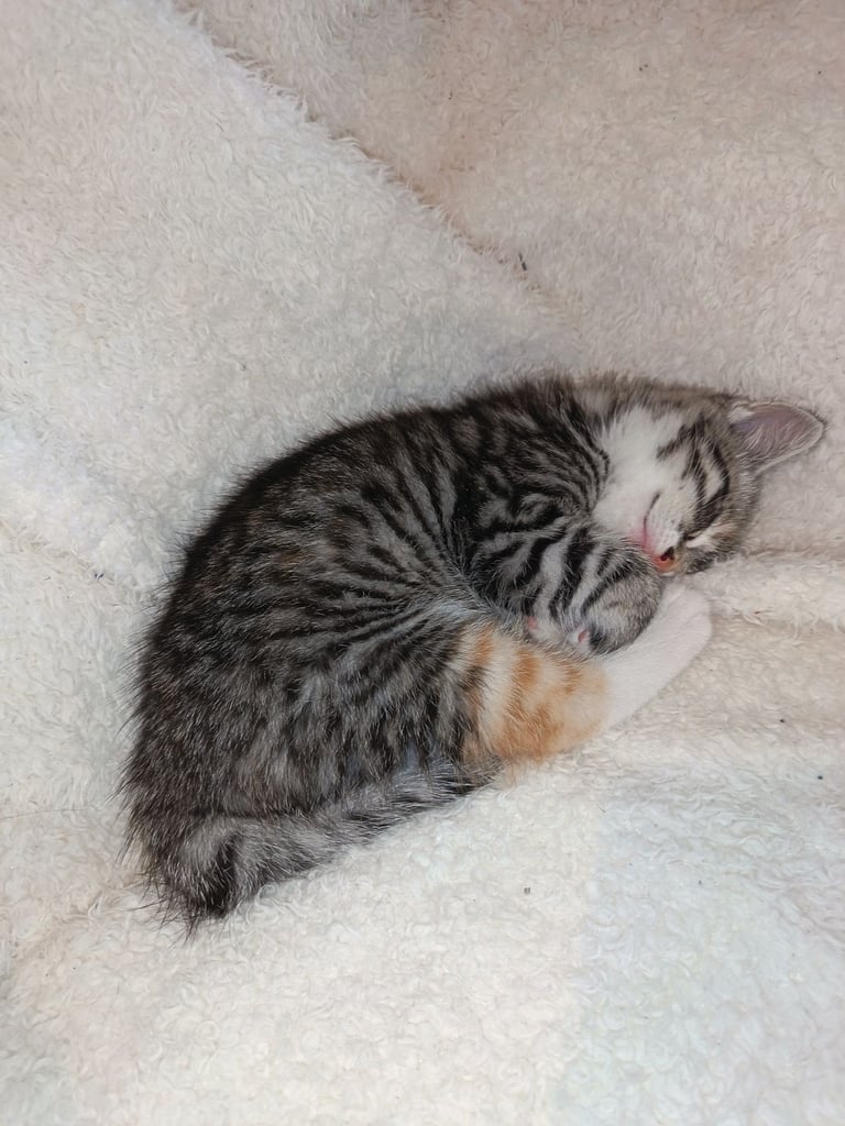 4 cuddly tabby and ginger kittens 