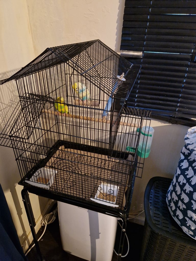 Pair of Budgie 