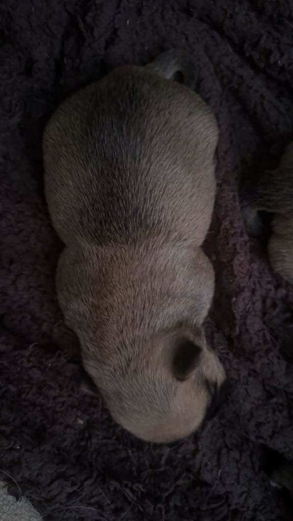 PUPPIES FOR SALE