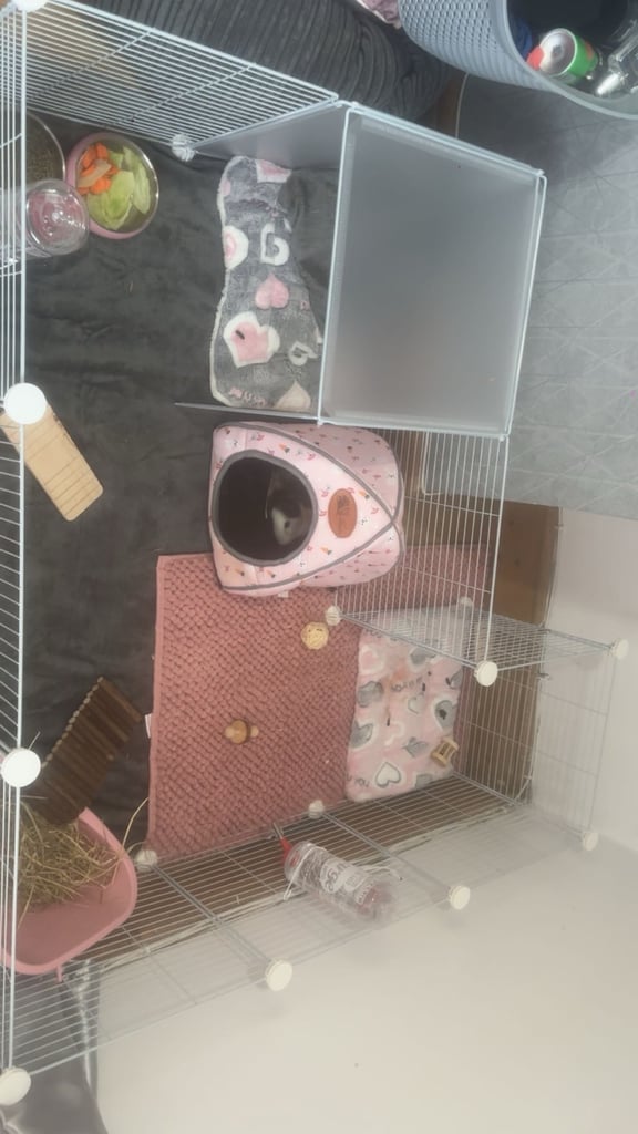 2x male guinea pigs with cage and all accessories 