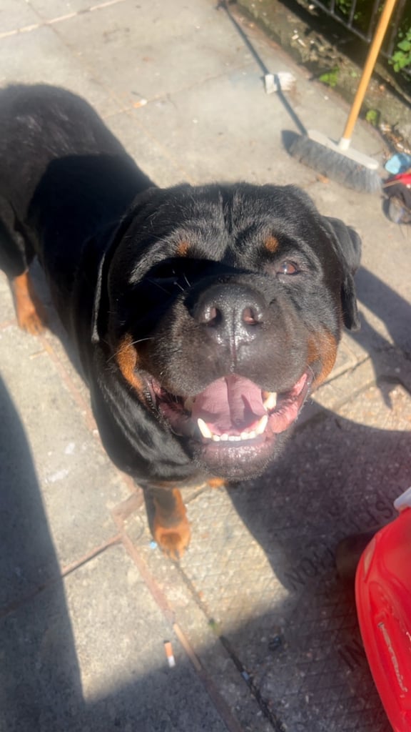 Rusty the Rottweiler 