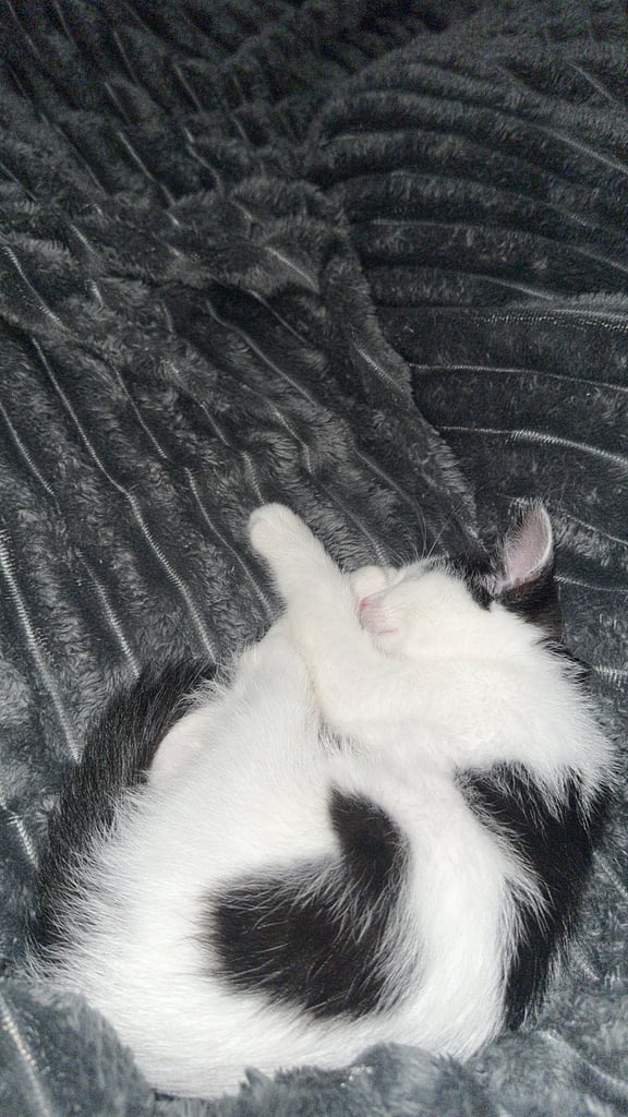 Grey & Black Kitten