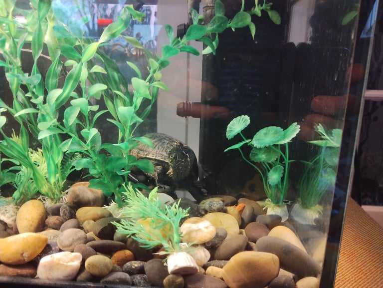 Pair of Musk Turtles with Tank, Lighting, Filter Pump, Heater, Thermometer and Accessories 
