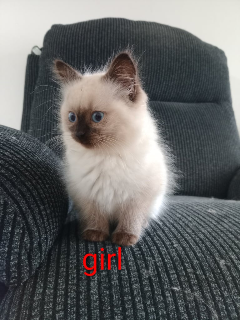 Siamese Cats Kittens for Sale Gumtree