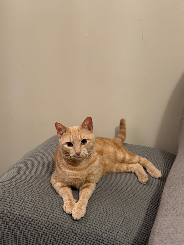 Beautiful orange tabby mixed cat