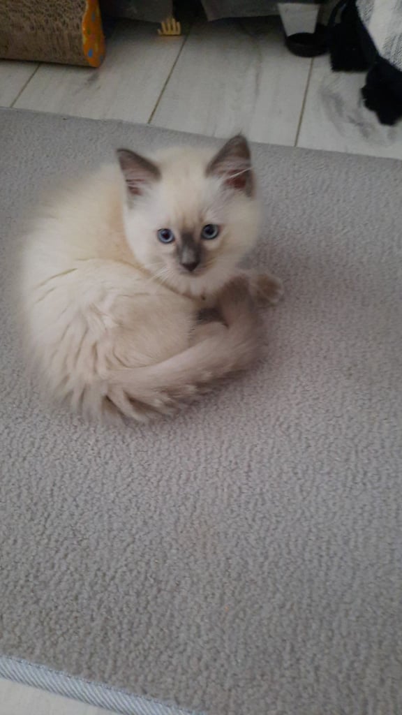 Ragdoll Kitten