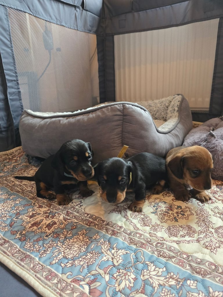 Miniature Dachshunds Seeking Forever Homes 