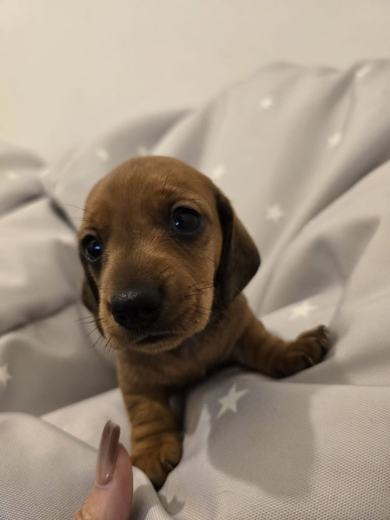 Miniature dachshund puppies 