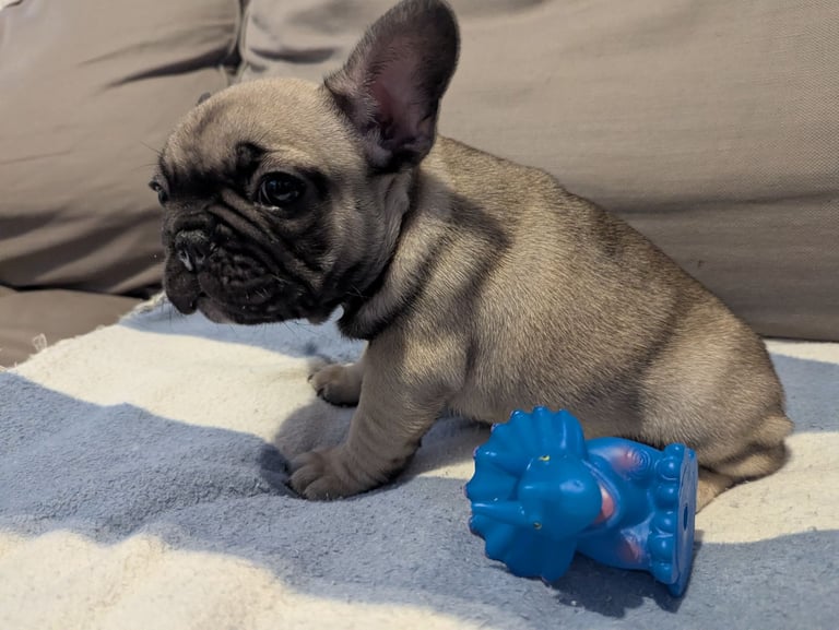 French Bulldog Puppies 