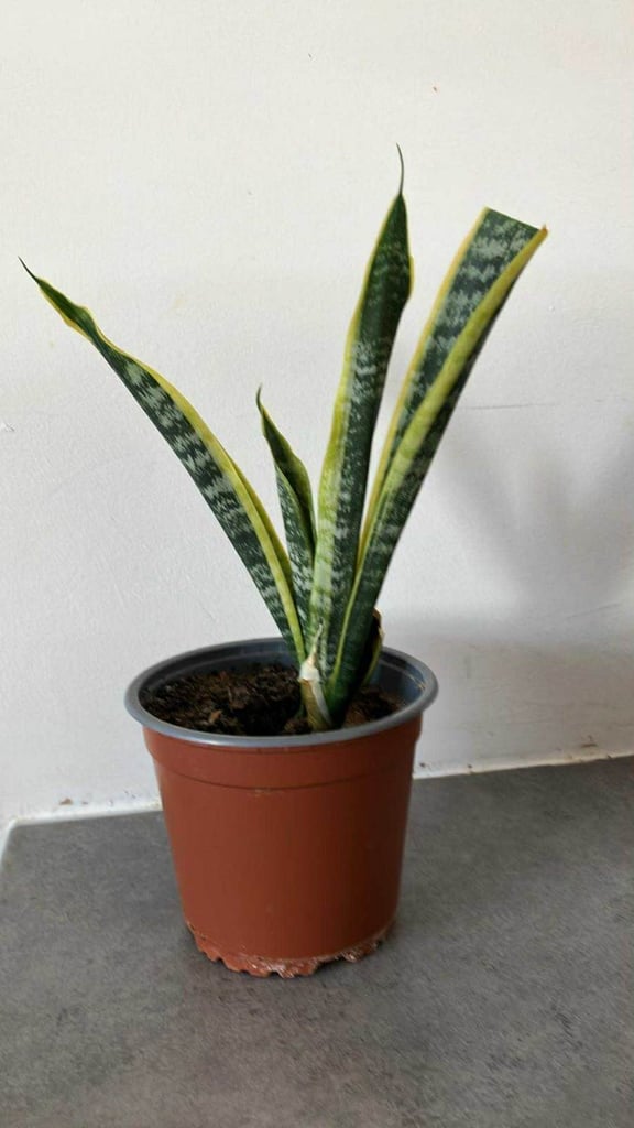 image for Sanseveiria/Mother in Law's Tongue Plant