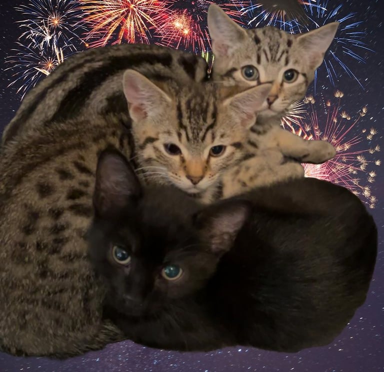 3 bengal kittens for sale