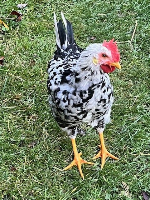 image for exchequer leghorn cockerel 