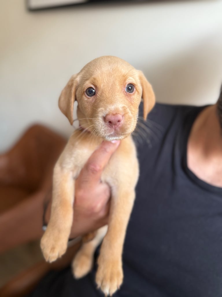 Female Labrador Puppy