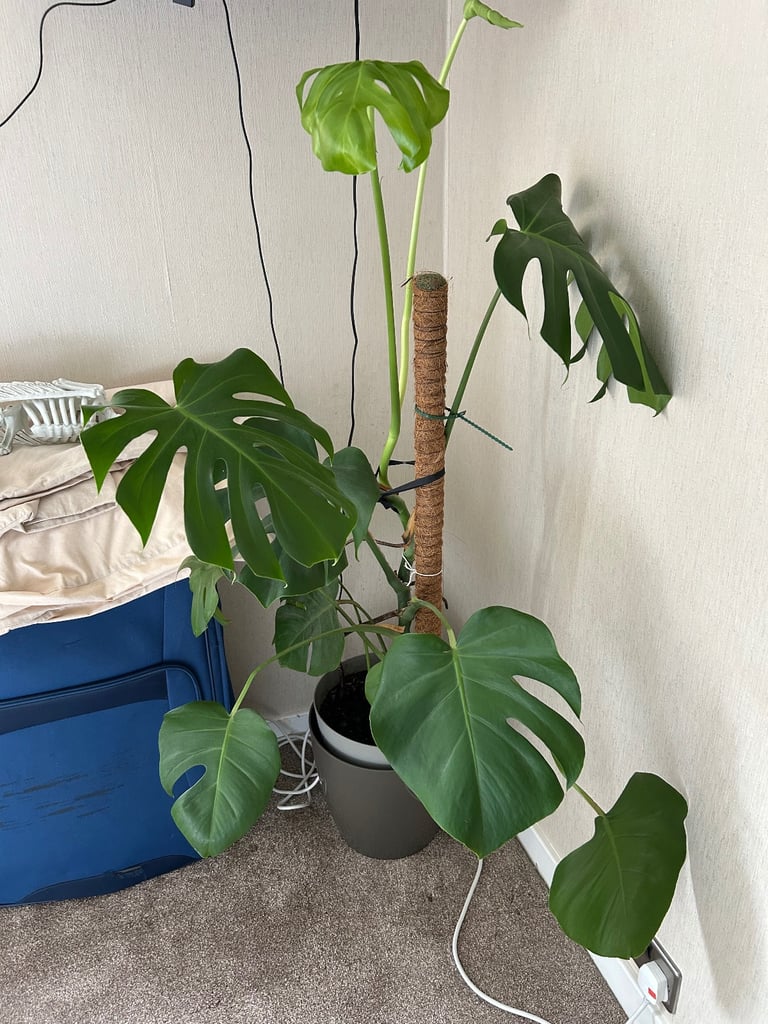 image for Monstera Deliciosa (Cheese plant)