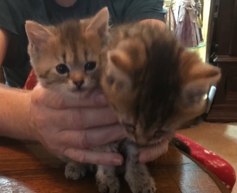2 Beautiful Fluffy Tabby Kittens for sale
