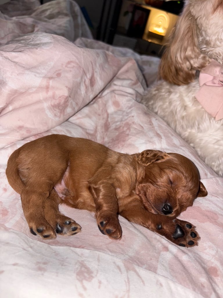 Cavapoo puppy’s 