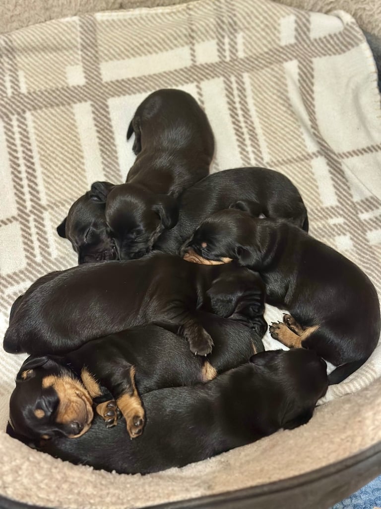 🐾 Smooth Haired Dachshund Puppies 🐾