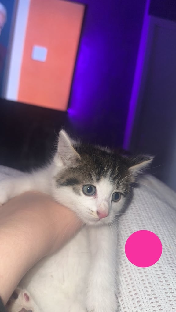 4 kittens for sale 2 female 2 male