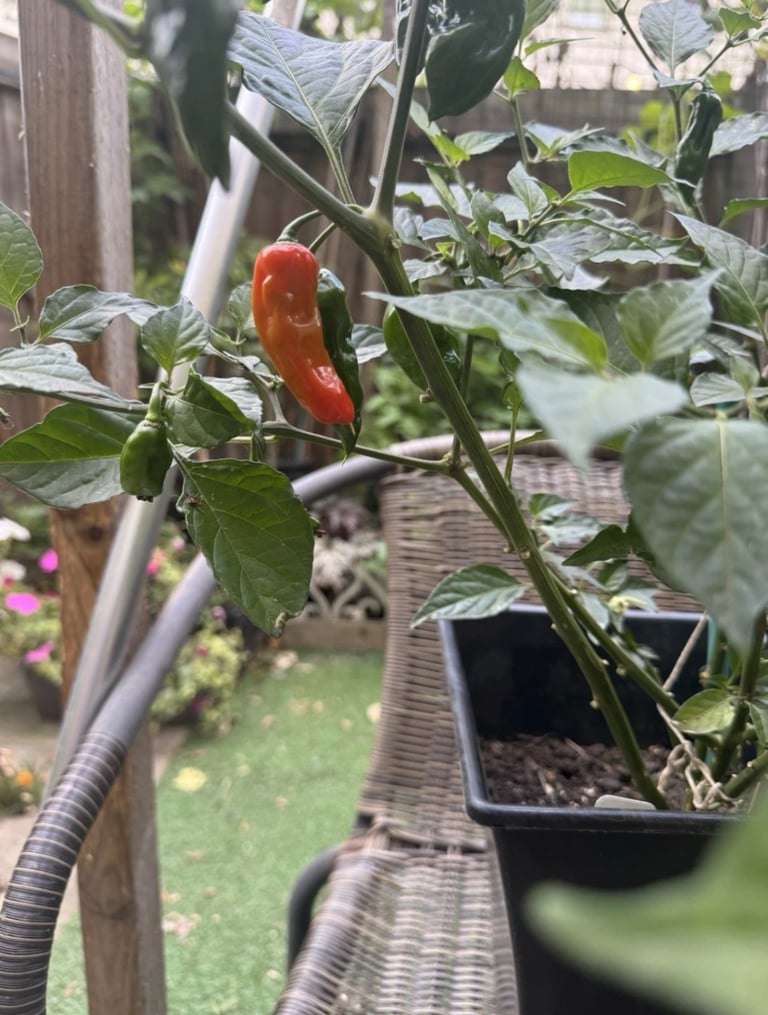 image for Naga chilli plant 