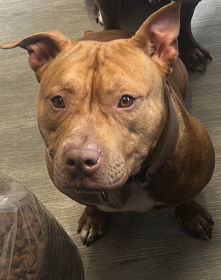 Pocket bully