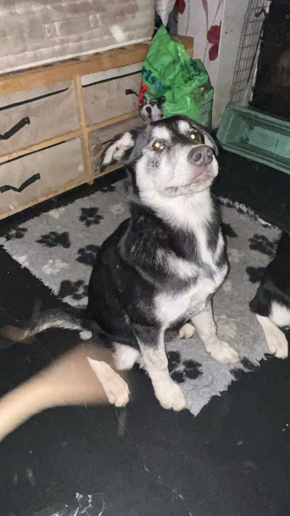 2 female pups - £500 each