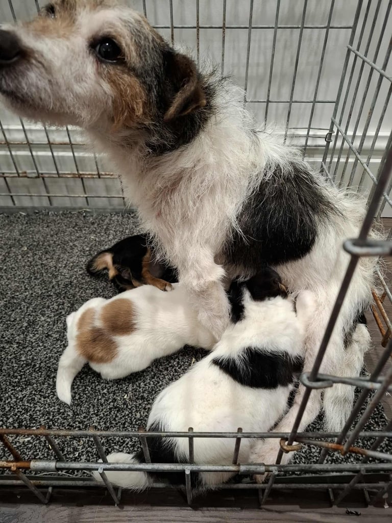 Jack Russell Puppies