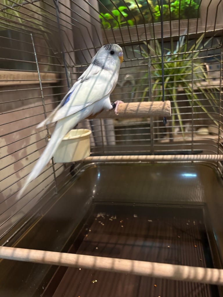 Hand tame budgie & set up 