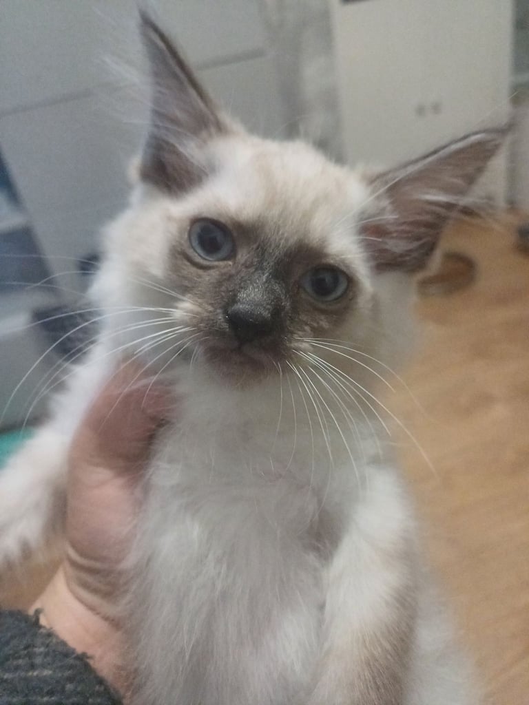 5 gorgeous ragdoll kittens 