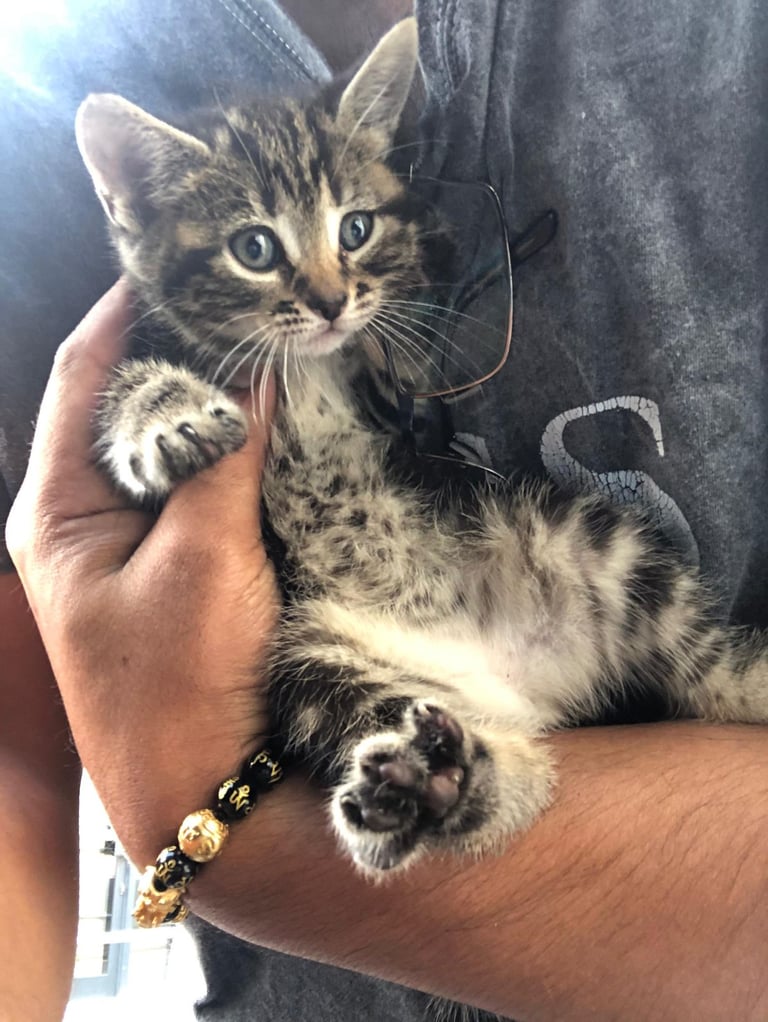 Stunning litter of Bengal X Ragdooll kiittens ready to go