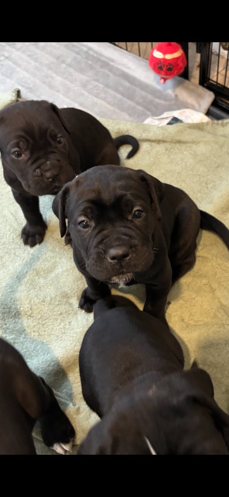 ‼️🐾💕Last girl💕💙Last boy💙🐾‼️