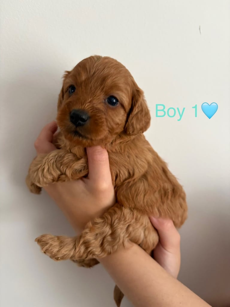 Toy f1b cavapoo puppies 