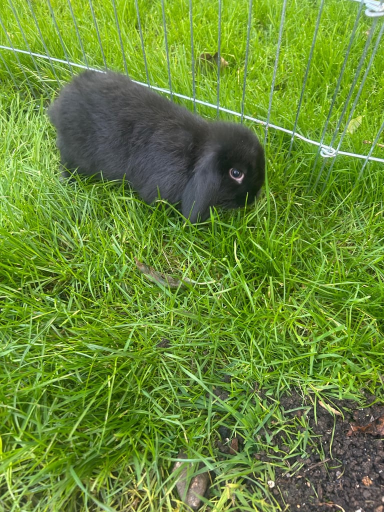 image for 2 female Lop Rabbits