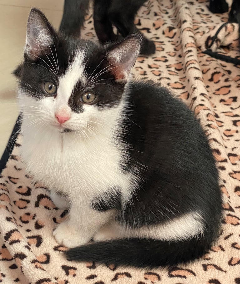 Black & White Male Kitten Pet. Cute, Playful, Healthy, Adorable and Smart. Ready for Loving Home