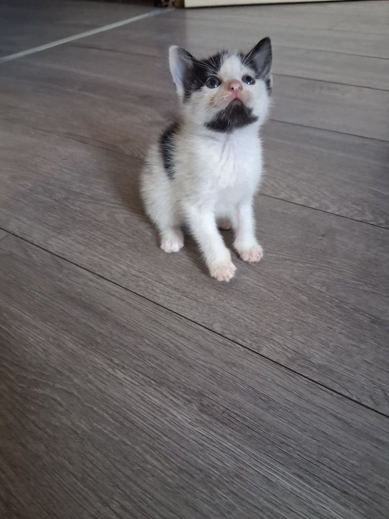 6 stunning kittens 