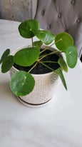 Chinese money plant in a ceramic pot 