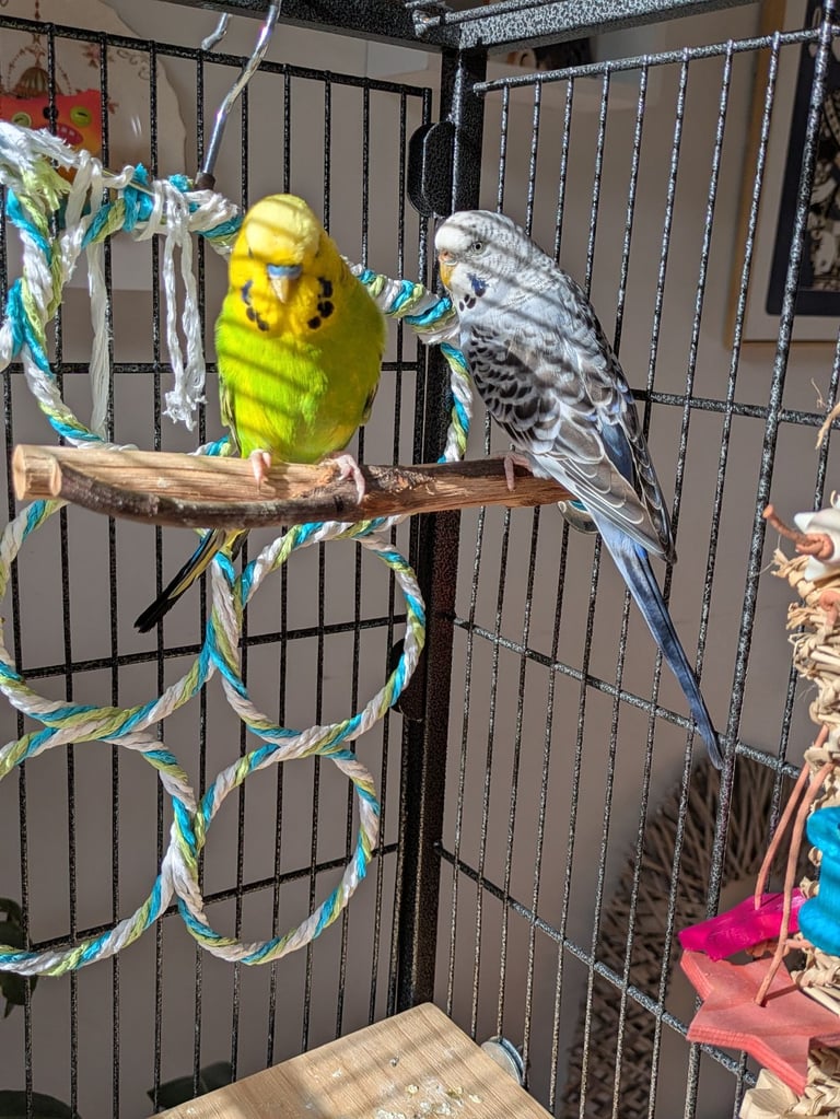 2 x Budgies and cage