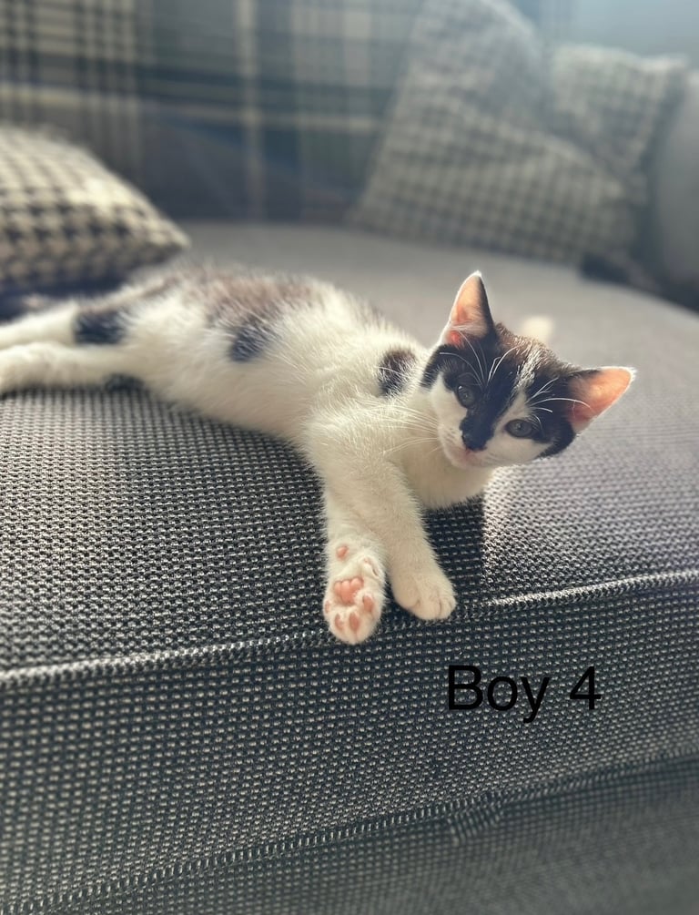 British short haired cross kittens 