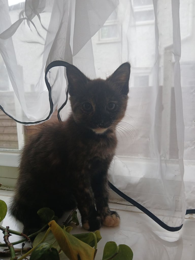 image for Kitten