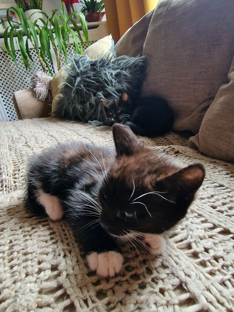 Two healthy kittens are looking for a home, one girl and one boy.