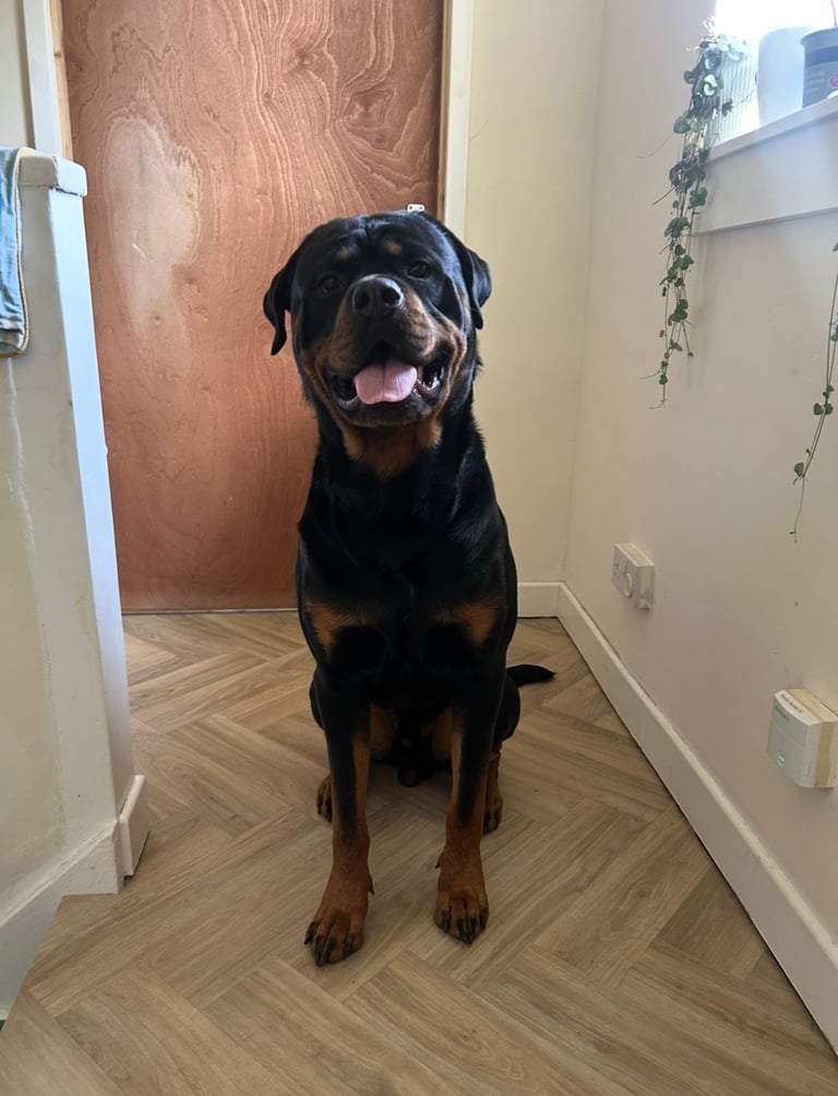 Beautiful Rottweiler pups