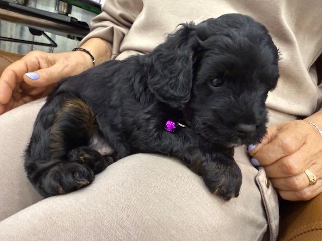 Cockapoo Girl Puppy F1 : 6weeks Old