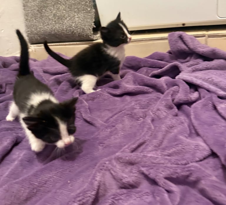 image for Kitten