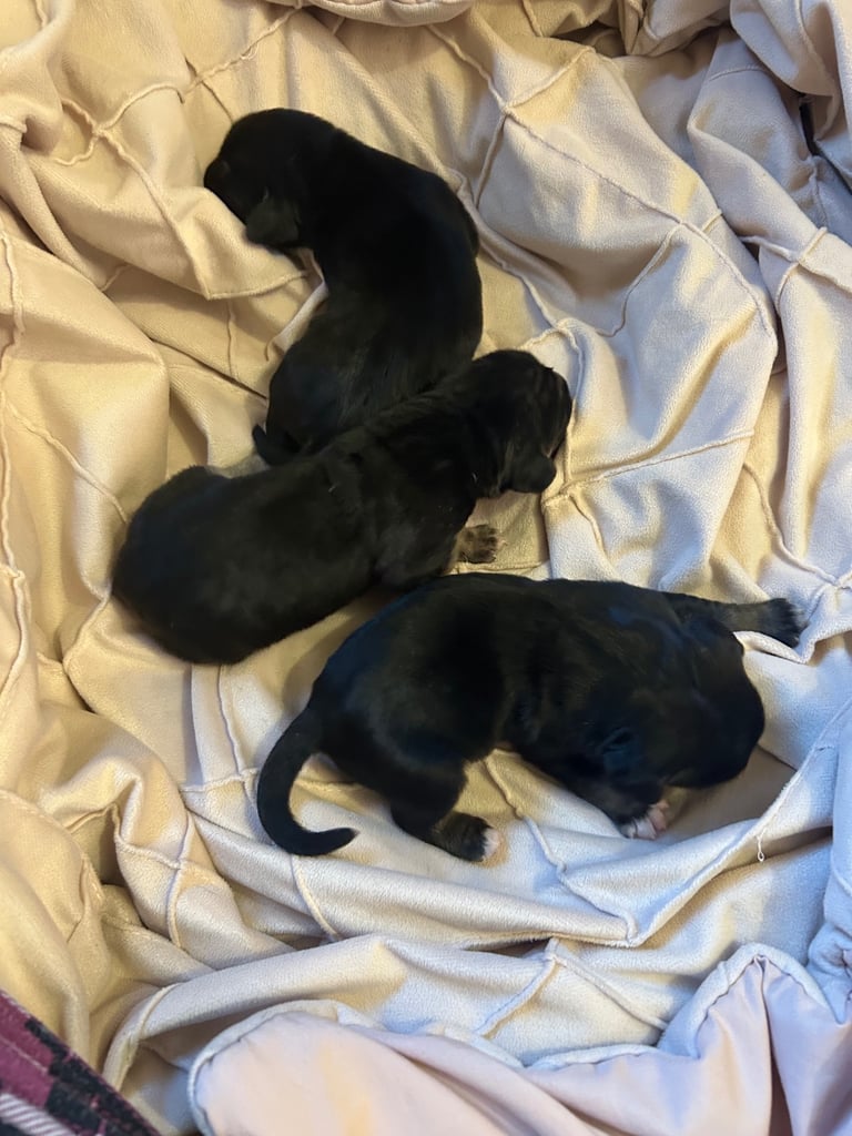 Puppy’s for sale 