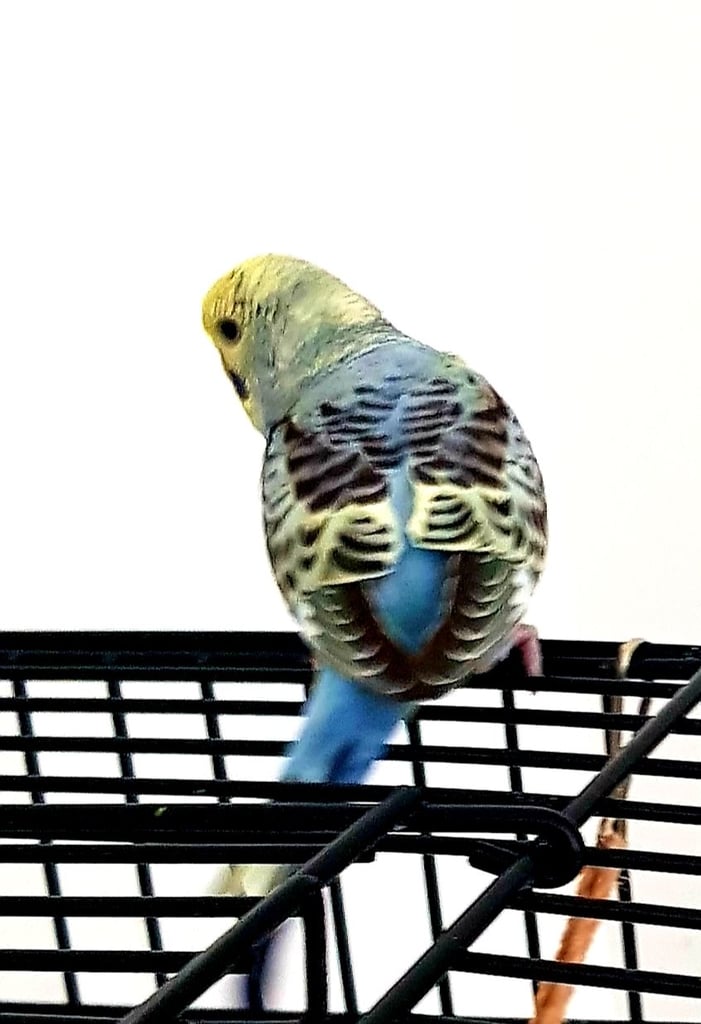 Baby Budgies Only 2 Females Left!