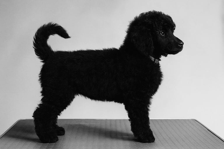 Two Exceptional Black Female Poodle Puppies — Family-Raised — 5★ Homes Only
