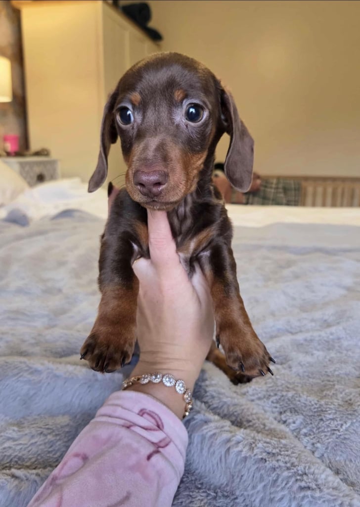 Miniature Dachshund Puppies