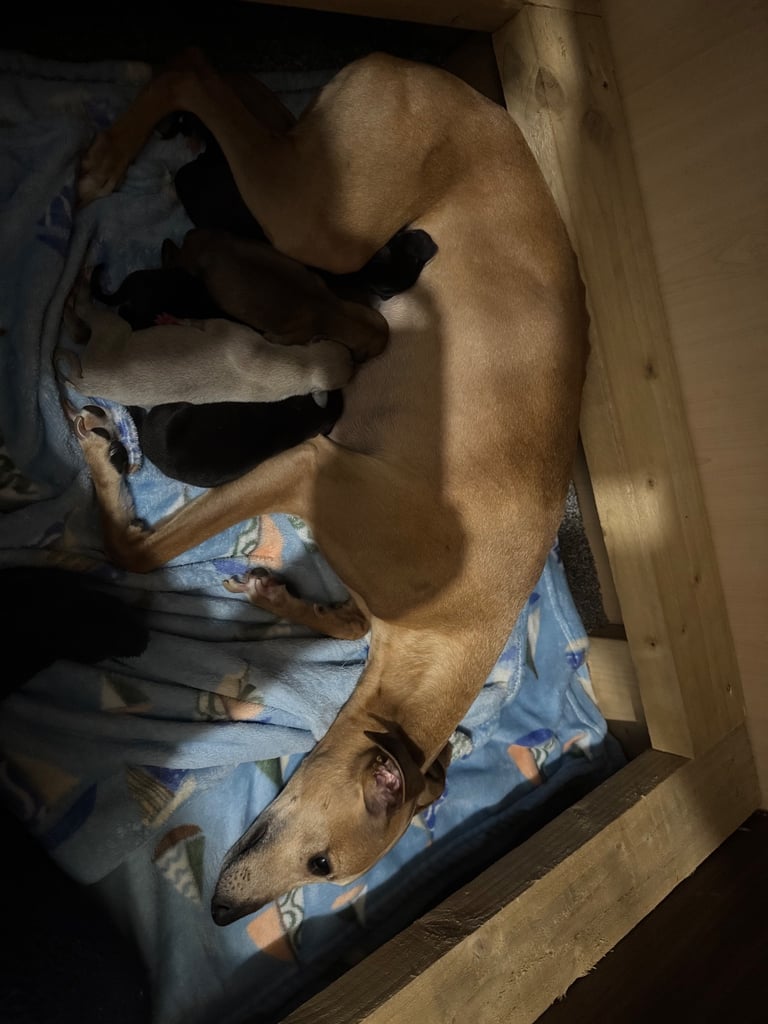 2 whippet puppy’s 
