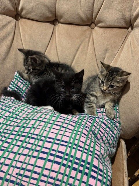 Kittens x1 Boy x2 Girls *1 GIRL LEFT*