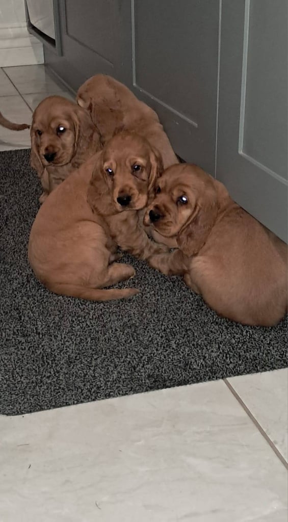 Cocker spaniel pups for sale